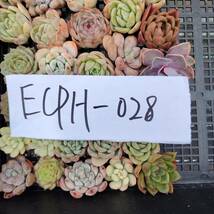 多肉植物ECPH-028 エケベリア　カット 寄植え-　千葉MS基地 _画像3