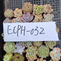 多肉植物ECPH-032 エケベリア　カット 寄植え-　千葉MS基地 _画像3