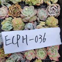 多肉植物ECPH-036 エケベリア　カット 寄植え-　千葉MS基地 _画像3