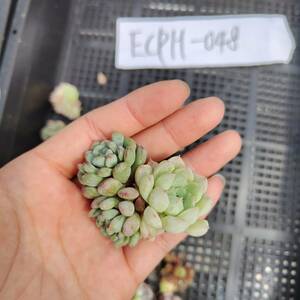 多肉植物ECPH-048 エケベリア　カット 寄植え-　千葉MS基地 