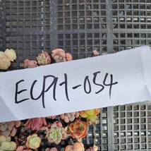 多肉植物ECPH-054 エケベリア　カット 寄植え-　千葉MS基地 _画像3