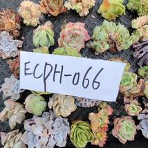 多肉植物ECPH-066 エケベリア　カット 寄植え-　千葉MS基地 _画像3