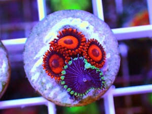 [ USAマメスナ Orange Hornet Zoanthids & Purple Death Palythoa ] マメスナギンチャク イワスナギンチャク