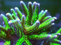 大フラグ [ Seriatopora hystrix ] AUS産トゲサンゴ イエローグリーン_画像1