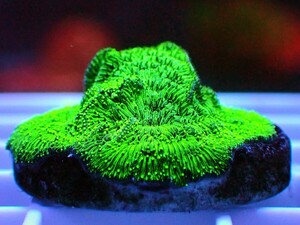 [ Neon Green Leptoseris ] センベイサンゴ