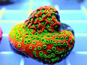 [ Sunset Montipora ] common коралл 