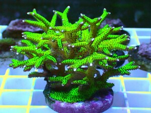  довольно большой [ Seriatopora hystrix ] AUS производство toge коралл желтый зеленый 