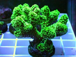  довольно большой [ Seriatopora caliendrum ]ftotoge коралл 