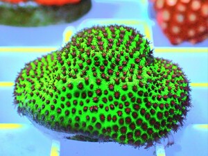 [ Lime Green Porites ] ハマサンゴ