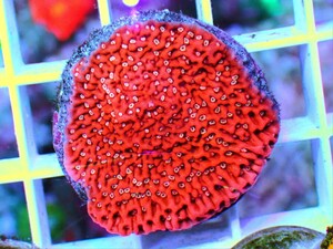 [ Montipora capricornis ] ウスコモンサンゴ ホワイトポリプ