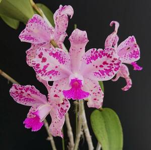 . орхидея . вид Cattleya C. amethystoglossa 'Aya' HCC/JOS(OG)