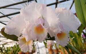 . орхидея . вид Cattleya C. schroederae 'KTS'.. аромат первый продажа 