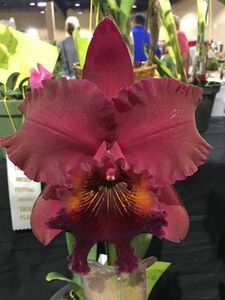 洋蘭　カトレア　Rlc. Heaven's Gate 'Crystelle'AM/AOS　数少ない赤花大輪整形花