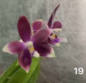 洋蘭　原種 コチョウラン　Phal.tetraspis 実生　No.1９ ファレノプシス属テトラスピス