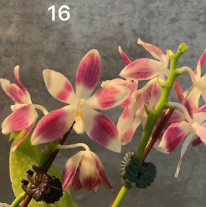 洋蘭　原種 コチョウラン　Phal.tetraspis 実生　No.1６ ファレノプシス属テトラスピス