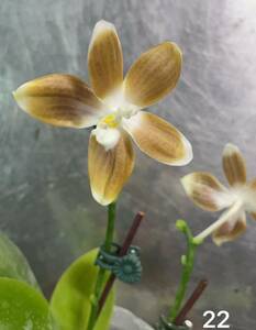 洋蘭　原種 コチョウラン　Phal.tetraspis 実生　No.２２ ファレノプシス属テトラスピス