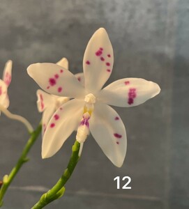 洋蘭　原種 コチョウラン　Phal.tetraspis 実生　No.1２ファレノプシス属テトラスピス