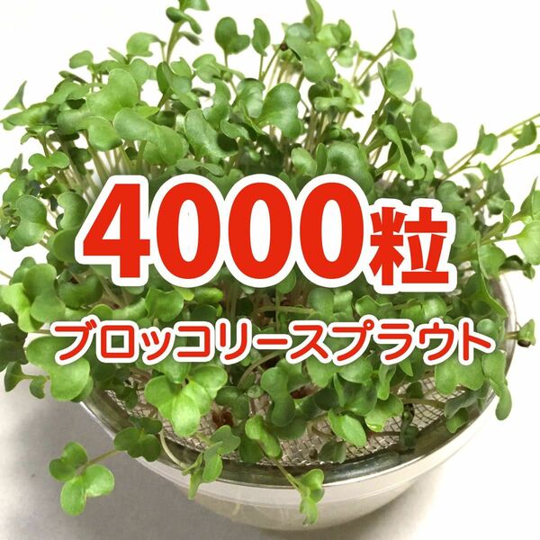 【4000粒】ブロッコリースプラウト 種 タネ　たね　20ml