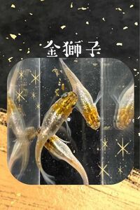 金獅子　メダカ卵20個＋α 【優陽めだか】