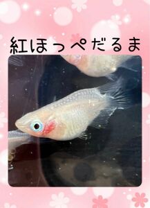 紅ほっぺダルマ　メダカ卵20個＋α 【優陽めだか】