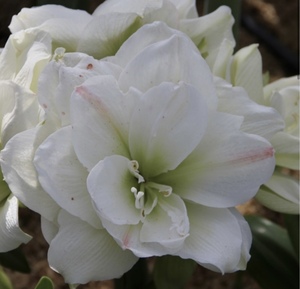 アマリリス　大輪白花八重咲き品種1球　フィロデンドロン　ハオルチア　モンステラ　コーデックス　シュスラン　エビネ　シュンラン