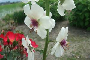 ★即決★　シロバナモウズイカ（白花毛蕊花）★　種50粒　自家採取　同梱ＯＫ　種なら何点でも送料73円