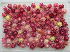  сухой цветок *. умение * довольно большой размер 130 шт розовый серия 199