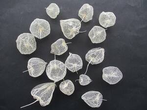  dry flower *.......*. light large small Mix 17 piece 15