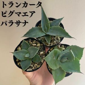 アガベ3品種　トランカータ　ピグマエア　パラサナ　Agave