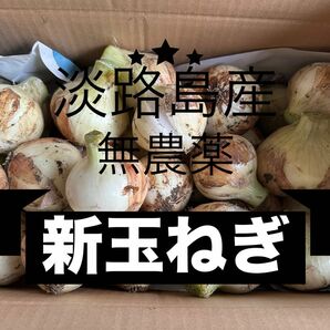 淡路島産無農薬新玉ねぎ　訳あり5キロ