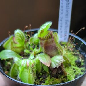 セファロタス⑤フォリキュラリス！食虫植物！3.5号鉢！ヤマトにて安心発送