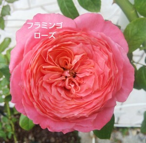 バラ苗 フラミンゴローズ 接木新苗 切り花品種 花持ち良 ４号ポット 薔薇 苗