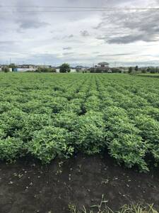 売地　貸地　土地　栃木県　上三川　病院　老人施設