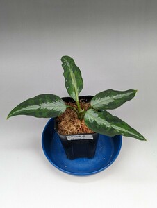 ネームド交配　オリジナル交配株　HF008_B個体 ★アグラオネマ　ピクタム　Aglaonema pictum★　雷切アンダマン