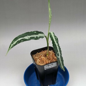 LA便ネームド株 雷切【LA0914-3ss】増殖株の増殖 ★アグラオネマ ピクタム Aglaonema pictum★の画像1