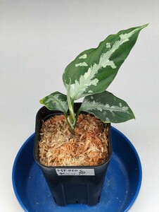  original . distribution stock HF010_C individual * UGG laonemapiktamAglaonema pictum* under man eureka