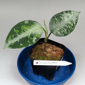 LA便ネームド株 柳緑花紅【LA0913-1ss】増殖株の増殖 ★アグラオネマ ピクタム Aglaonema pictum★の画像1