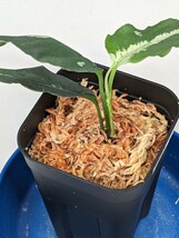 ネームド交配　オリジナル交配株　HF021_C 個体 ★アグラオネマ　ピクタム　Aglaonema pictum★　銀戦車雷切_画像3