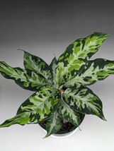 現物鉢ごと　オリジナル交配株　HF011_D個体　★アグラオネマ　ピクタム　Aglaonema pictum★　アンダマン エウレカ_画像5