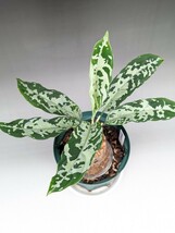 現物鉢ごと　オリジナル交配株　HF005_C個体　★アグラオネマ　ピクタム　Aglaonema pictum★　メサイアアンダマン_画像2