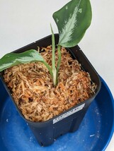 ネームド交配　オリジナル交配株　HF019_D個体 ★アグラオネマ　ピクタム　Aglaonema pictum★　C産地氷肌_画像3