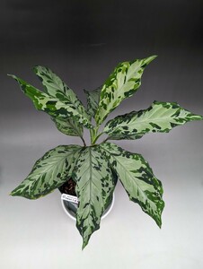 現物鉢ごと　夢観極彩千眼葉　★アグラオネマ　ピクタム　Aglaonema pictum★