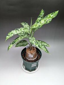 現物鉢ごと　オリジナル交配株　HF017_C個体　★アグラオネマ　ピクタム　Aglaonema pictum★ b-2ドルフィンブルー