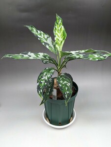 現物鉢ごと　オリジナル交配株　HF011_E個体　★アグラオネマ　ピクタム　Aglaonema pictum★　アンダマン エウレカ