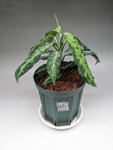 現物鉢ごと　オリジナル交配株　HF014_B個体　★アグラオネマ　ピクタム　Aglaonema pictum★　X産地type8