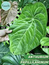 【選抜個体】アンスリウム パピリラミナム ハイブリッド Anthurium papillilaminum hybrid P-2_画像2