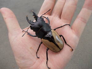 ブルマイスターツヤクワガタ　新成虫ペア　後食済み