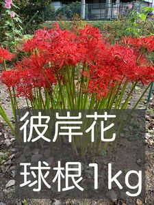 彼岸花　球根1kg