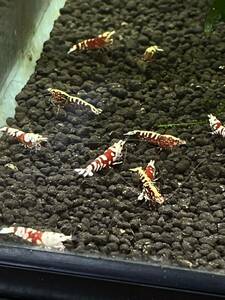 [A.K.R] red fancy Tiger male shrimp aquarium 20 pcs (. egg 1 pcs )5/25.26 shipping day limitation 