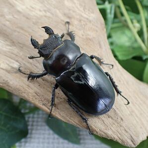 【Sparkle Beetle】フライミヤマ♂69mm♀44mm♀43mmトリオ(ミヤマクワガタ)の画像4